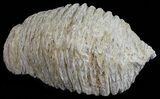 Cretaceous Fossil Oyster (Rastellum) - Madagascar #54487-1